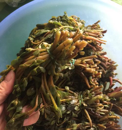 长寿菜的做法（探秘长寿菜的神奇之处，分享健康养生的美味佳肴）