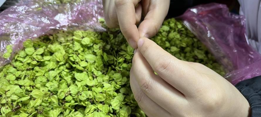 如何制作美味可口的油炸榆钱儿（掌握制作技巧，让你轻松做出口感极佳的榆钱儿）