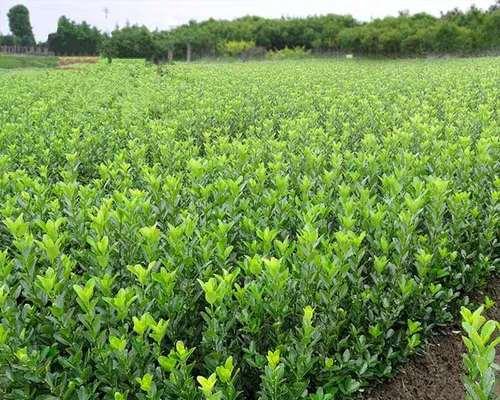 四季青香菇美食篇（用香菇四季青烹饪的16道佳肴）