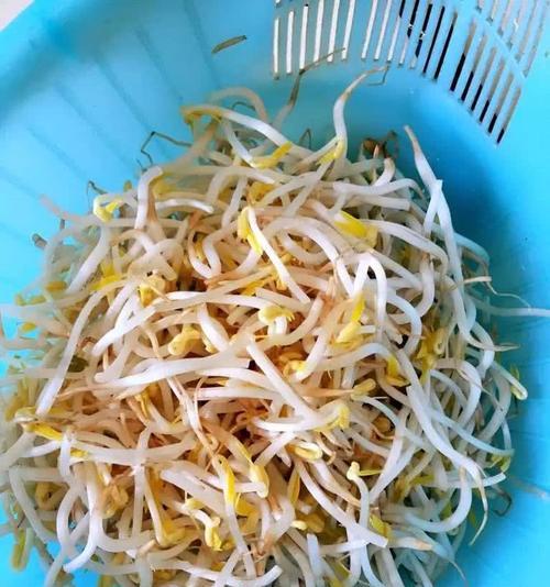 自发绿豆芽的做法是什么？如何确保芽苗健康生长？