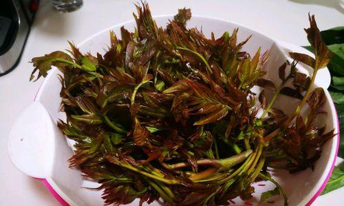 腌香椿梗怎么做？步骤和技巧有哪些？