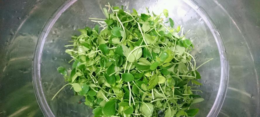 芽苗菜怎么做？简单步骤和常见问题解答？