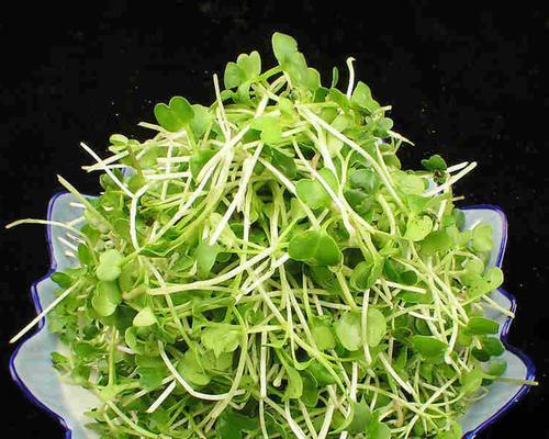 芽苗菜白萝卜苗怎么种？种植过程中常见的问题有哪些？