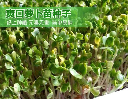 芽苗菜白萝卜苗怎么种？种植过程中常见的问题有哪些？