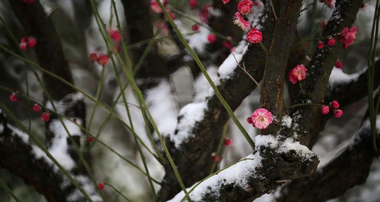 雪中红梅的做法是什么？如何在家轻松制作？