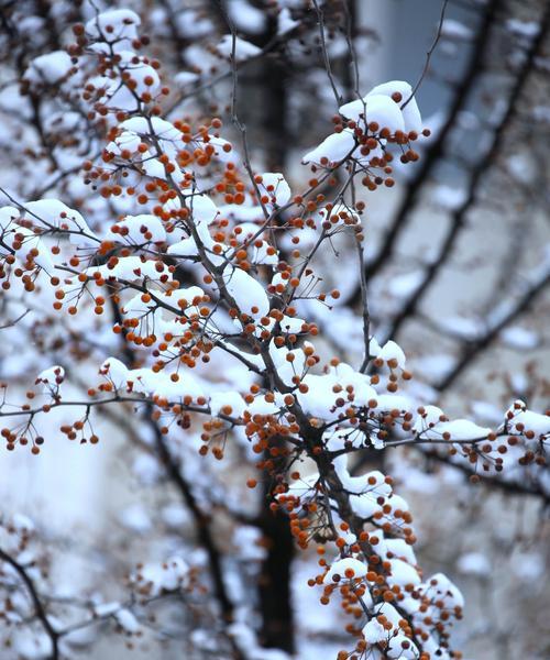 雪中红梅的做法是什么？如何在家轻松制作？