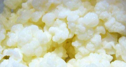雪莲菌酸奶怎么做？制作过程中常见问题有哪些？