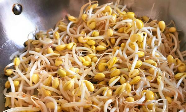 雪里蕻炖黄豆芽的做法是什么？这道菜有哪些健康益处？