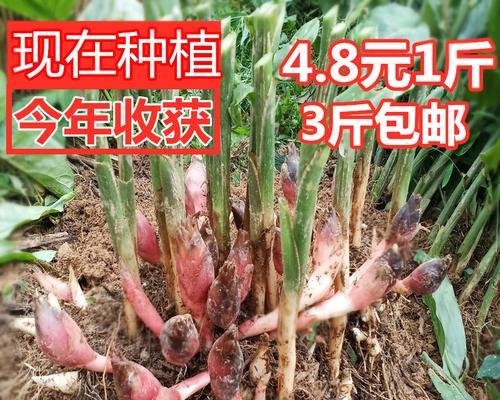襄荷炒毛豆怎么做？步骤和技巧是什么？