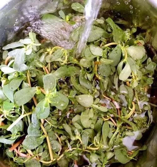 咸鲜马齿苋的做法是什么？如何在家轻松制作？