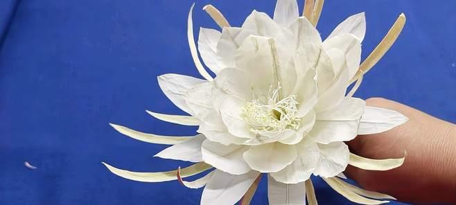 昙花甜水怎么做？昙花甜水的制作步骤是什么？
