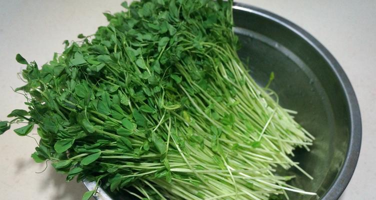 如何在家自己培育豌豆苗？培育过程中常见的问题有哪些？