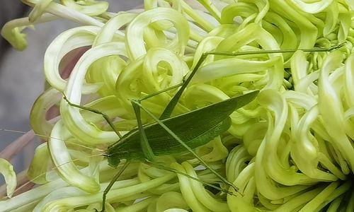 碧玉小菊花的做法是什么？如何在家轻松制作？