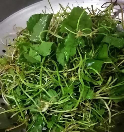 清暑凉茶的做法是什么？如何在家自制清暑凉茶？