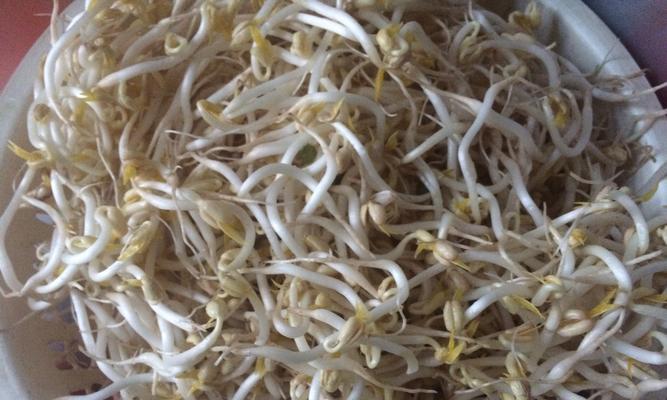 自己动手升绿豆芽的做法？步骤和注意事项是什么？